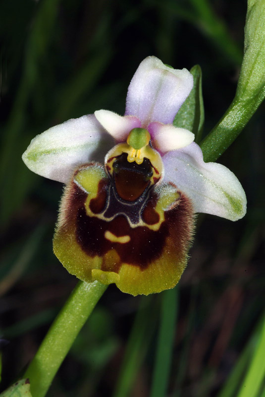 Ophrys da determinare